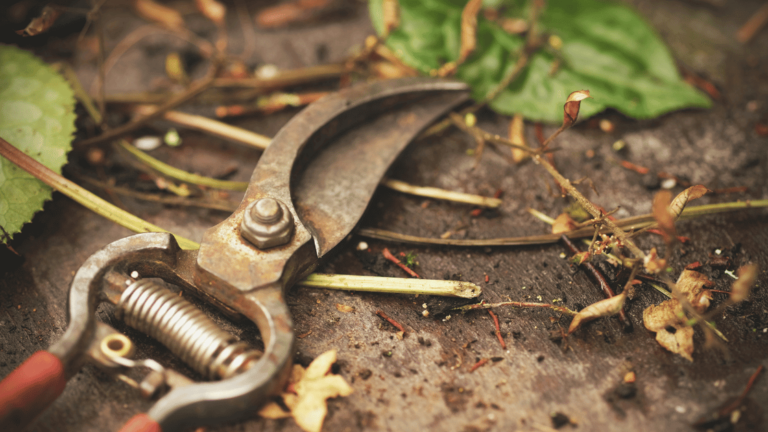 Branch pruning